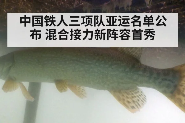中国铁人三项队亚运名单公布 混合接力新阵容首秀